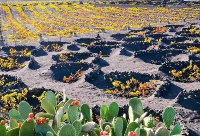 Alquiler de coches en Lanzarote